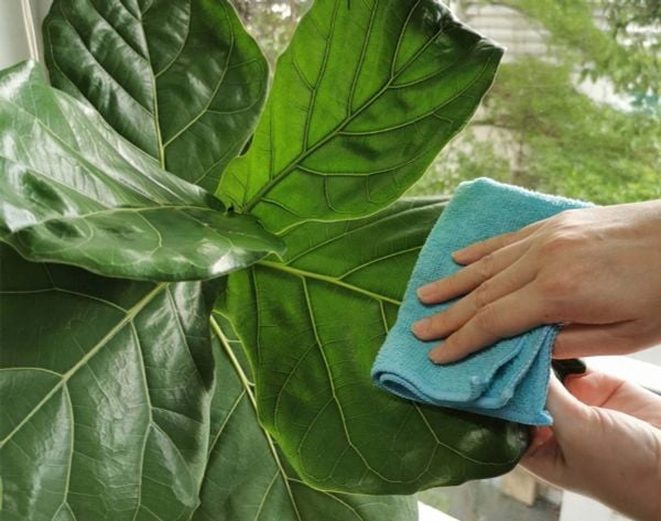 Hãy luôn chăm sóc cây bàng Singapore cẩn thận để nó có thể phát triển khỏe mạnh