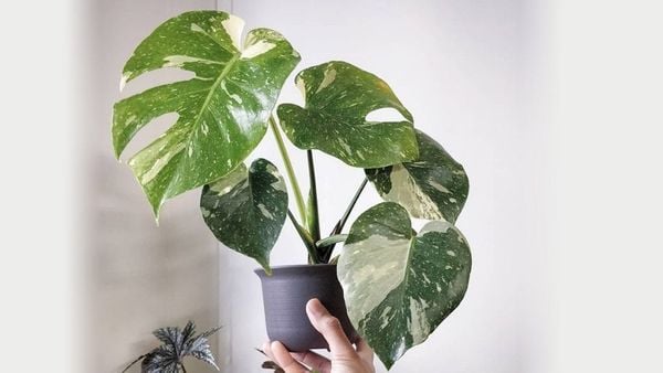 Giống Monstera Thai Constellation là một trong những giống cây Monstera phổ biến