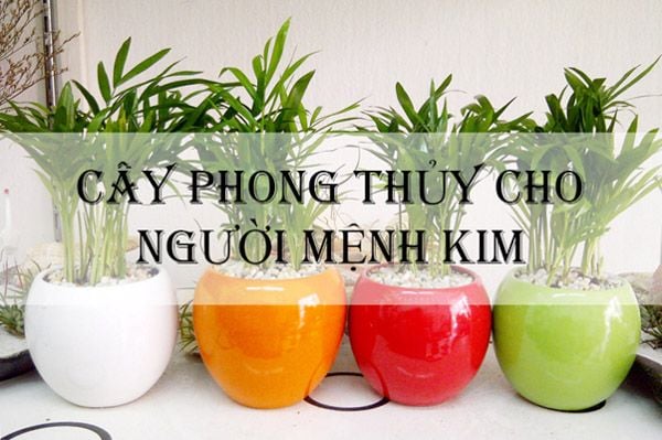 Cây phong thủy mệnh