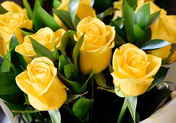 Hoa hồng vàng thúc đẩy mối quan hệ tình cảm