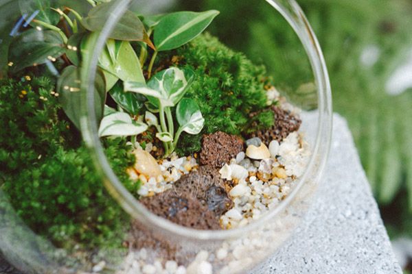 Mẫu tiểu cảnh terrarium 14