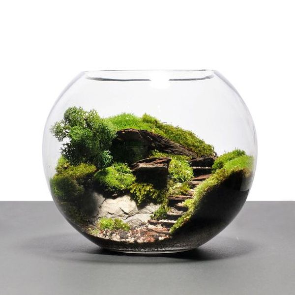 Mẫu terrarium 1