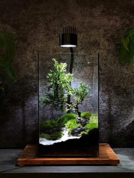 Terrarium bình kín là một loại tiểu cảnh mini được tạo ra bên trong bình thủy tinh