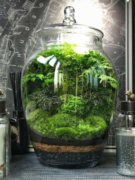 Terrarium kín thường là nơi trú ngụ của các loài cây cỏ yêu thích độ ẩm và không gian bị hạn chế