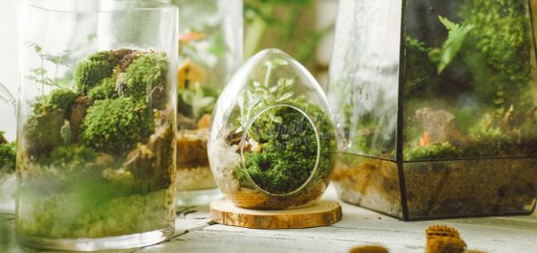 Cấu trúc cơ bản của Terrarium