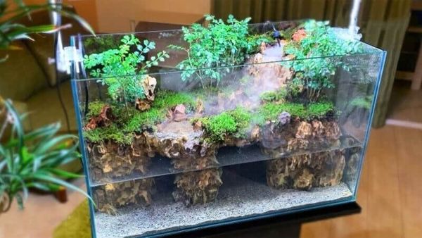 Terrarium là một môn nghệ thuật của những người yêu cây cảnh