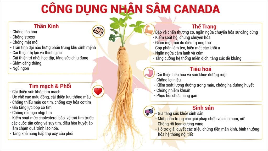 Bột sâm táo đỏ hòa tan CND Ginseng hộp 20 gói 3g