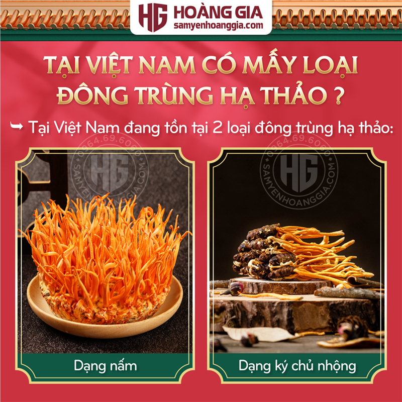 Đông Trùng Hạ Thảo Việt Nam