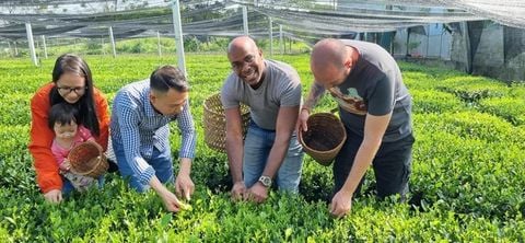 Sản xuất chè hữu cơ, sinh thái: Phải lấy lại 'sức khỏe' đất