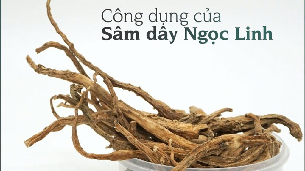 Địa chỉ mua Sâm dây Ngọc Linh uy tín tại Gia Lai