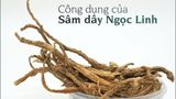 Địa chỉ mua Sâm dây Ngọc Linh uy tín tại Gia Lai
