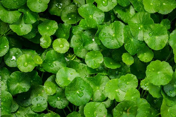 Rau Má Có Tác Dụng Gì Cho Da mặt? Tìm Hiểu Bí Quyết Chăm Sóc Da Tự Nhiên