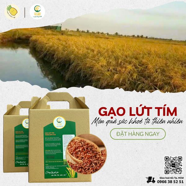 CHỌN GẠO LỨT TÍM THAN TƯ VIỆT - ĂN LÀNH, SỐNG KHỎE