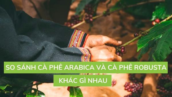 SO SÁNH CÀ PHÊ ARABICA VÀ CÀ PHÊ ROBUSTA KHÁC GÌ NHAU