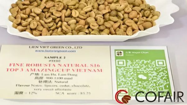 Đưa Top 03 Fine Robusta Amazing Cup Việt Nam 2024 ra thế giới!