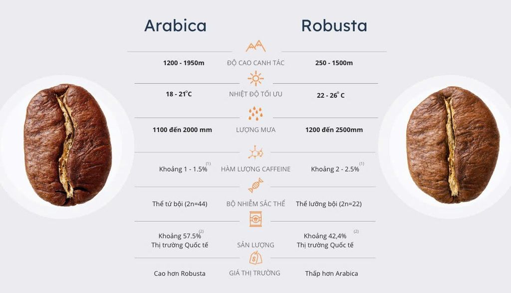 ROBUSTA VÀ ARABICA KHÁC NHAU NHƯ THẾ NÀO?