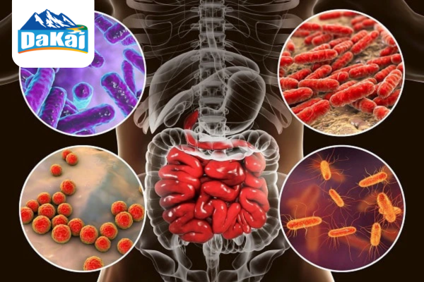 Vai trò của hệ vi sinh đường ruột đối với cơ thể