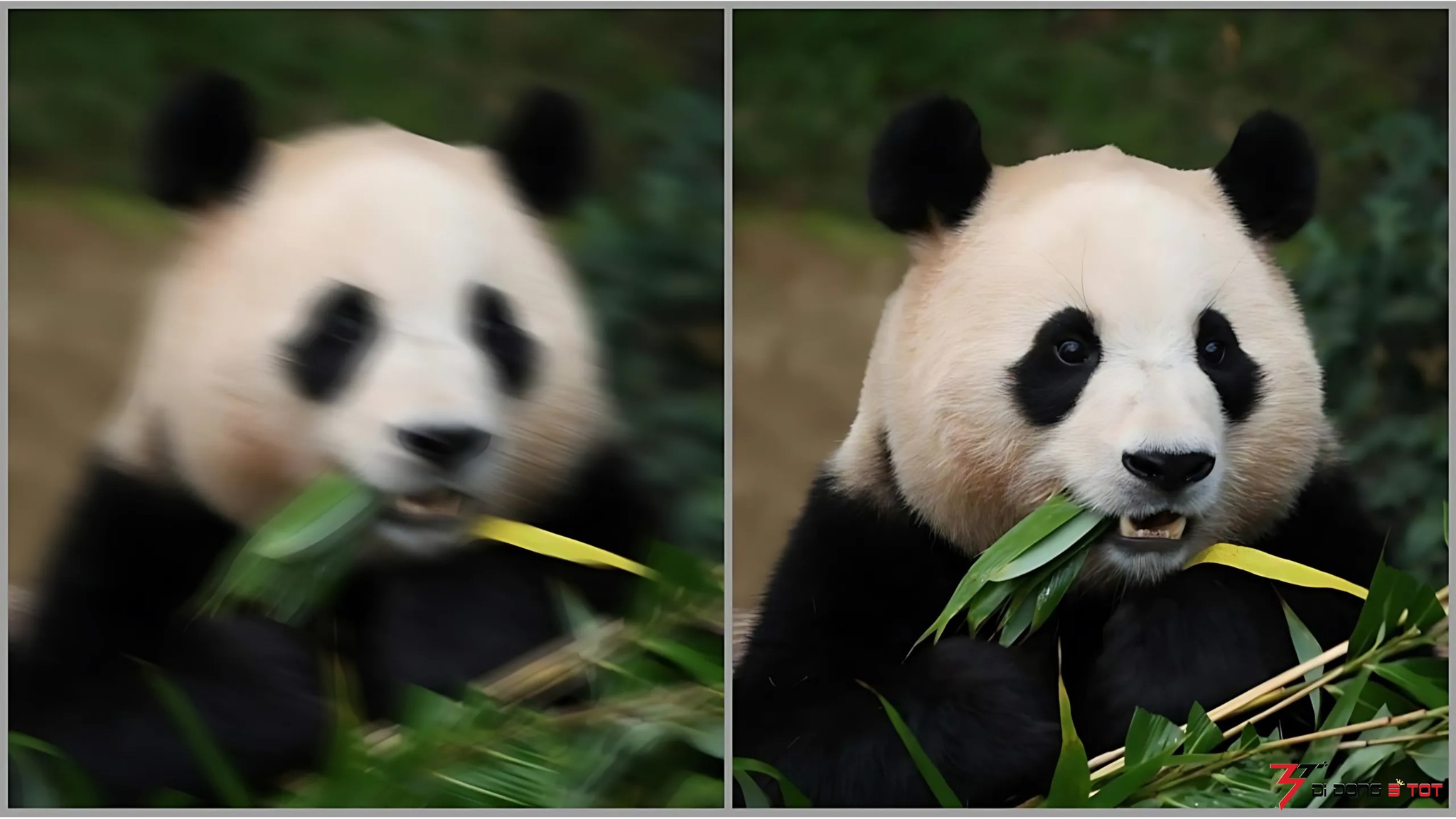 Hướng dẫn cách làm nét ảnh bằng AI chỉ với vài bước đơn giản