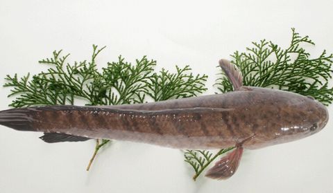 4 CÁCH KHO CÁ LÓC NGON BẤT BẠI TẠI NHÀ