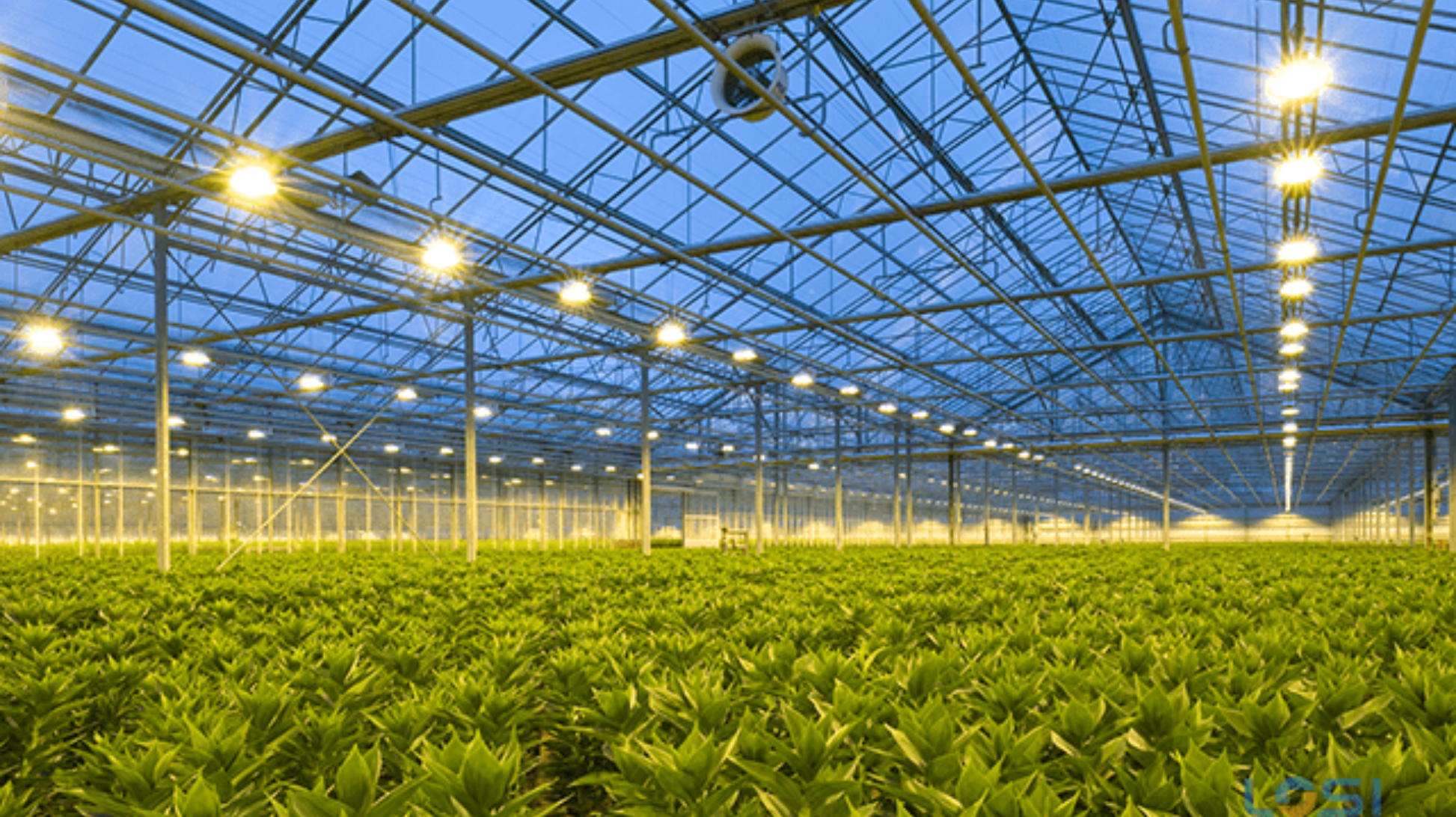 LIGHTING SOLUTIONS FOR IN VITRO CULTIVATION – ENERGY EFFICIENT AND GROWTH STIMULATING