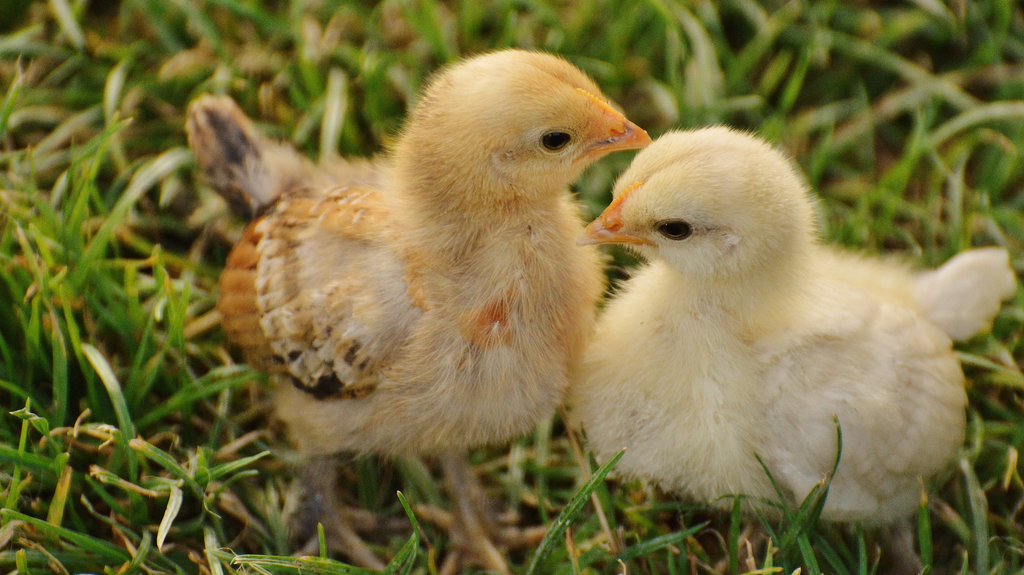 ENSURING PRODUCT ORIGIN AND QUALITY