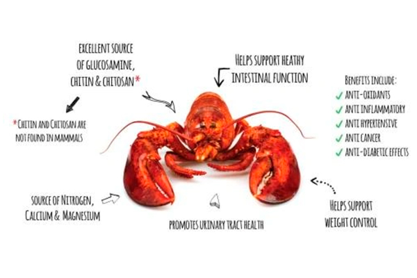 Chitosan: Nguyên liệu quý từ vỏ tôm, cua