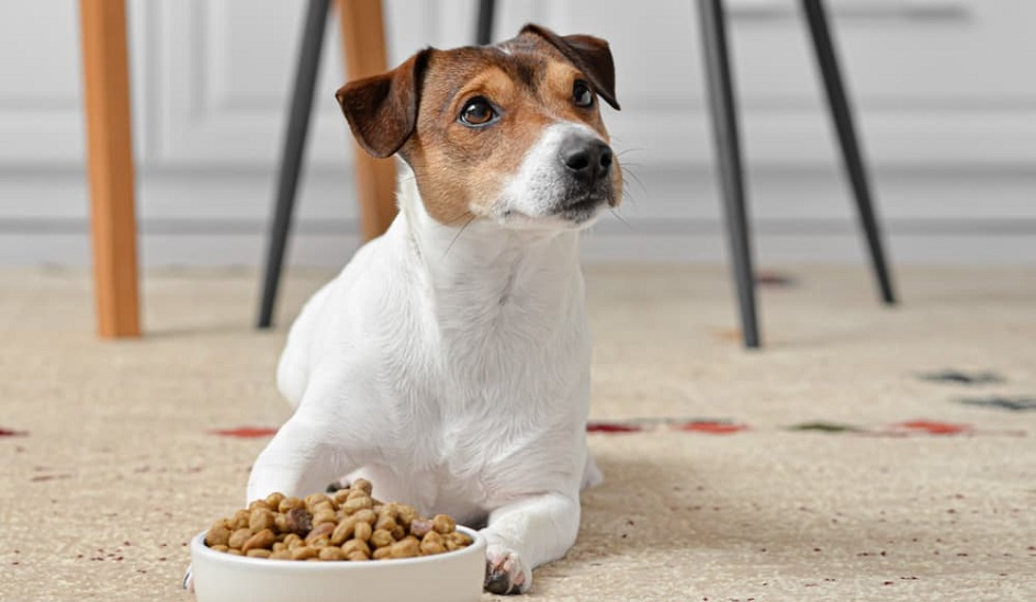 Protein côn trùng có tốt trong thức ăn cho chó không?