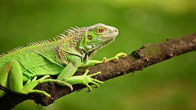 IGUANA – Bổ sung dinh dưỡng cho Rồng Nam Mỹ như thế nào là khoa học?