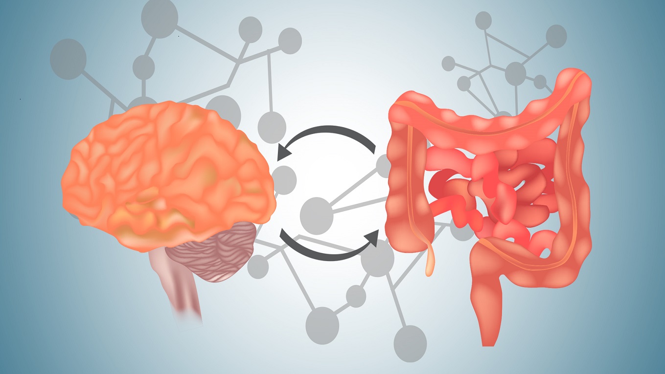 Hệ đường ruột: “Bộ não” thứ hai của cơ thể động vật