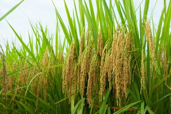 GIỐNG LÚA THUẦN TBR279