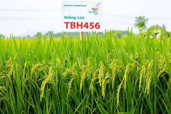 HƯỚNG DẪN SỬ DỤNG GIỐNG LÚA TBH456