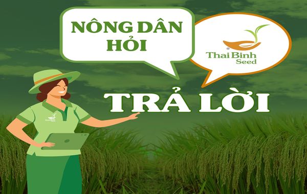 CHUYÊN MỤC: NÔNG DÂN HỎI - THAIBINH SEED TRẢ LỜI.