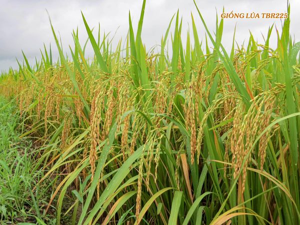 GIỐNG LÚA THUẦN TBR225 mới (CÓ GEN KHÁNG BẠC LÁ)