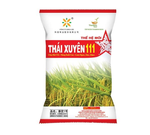 📣LÚA LAI THÁI XUYÊN 111- VỮNG VÀNG VƯỢT RÉT- BỘI THU VỤ ĐÔNG XUÂN 2024-2025.