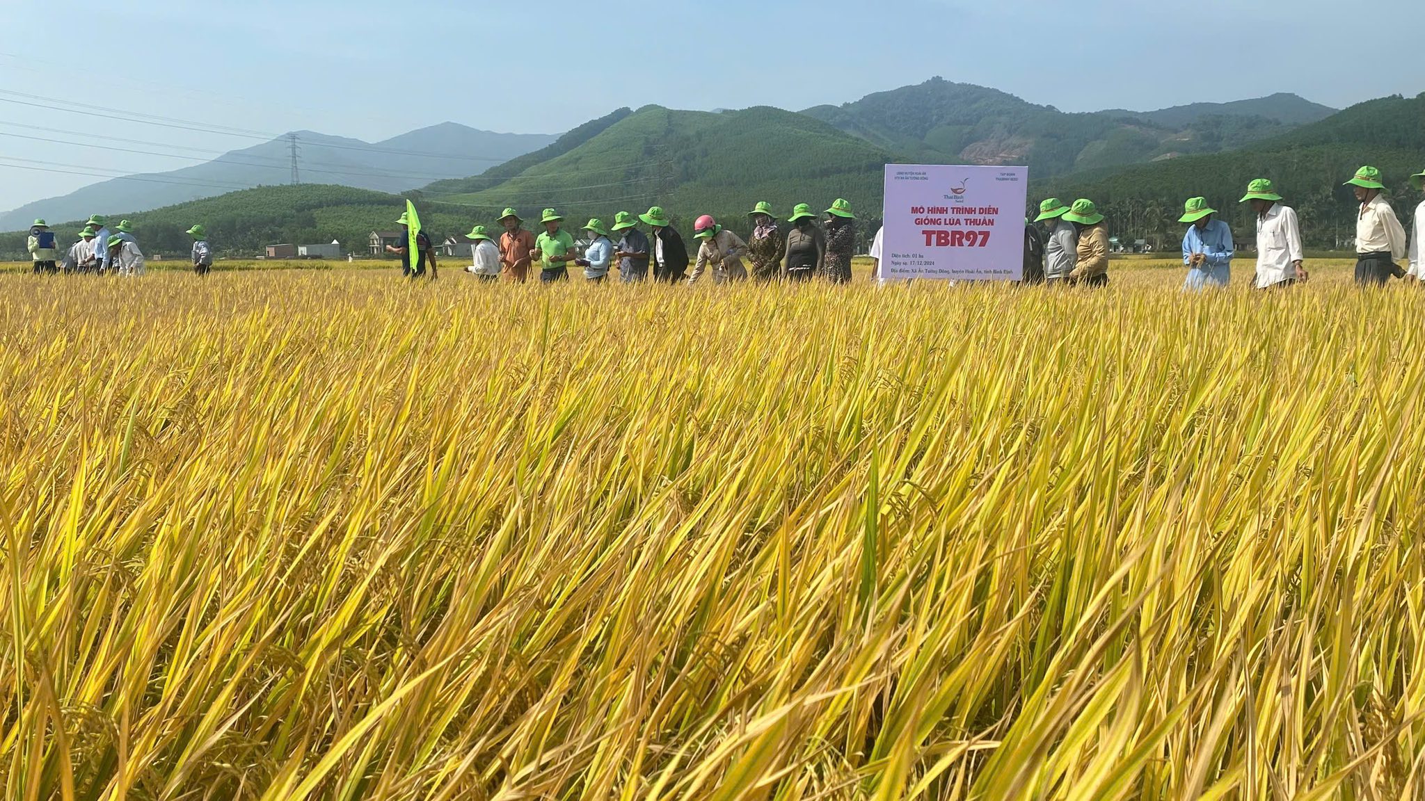 📣”LÚC TRỒNG GIỐNG NÀY, TÔI KHÔNG NGHĨ NĂNG SUẤT CAO ĐÂU…TÍNH RA TBR97 Ở NHÀ TÔI ĐẠT 11 TẤN LÚA/HA RỒI ! “