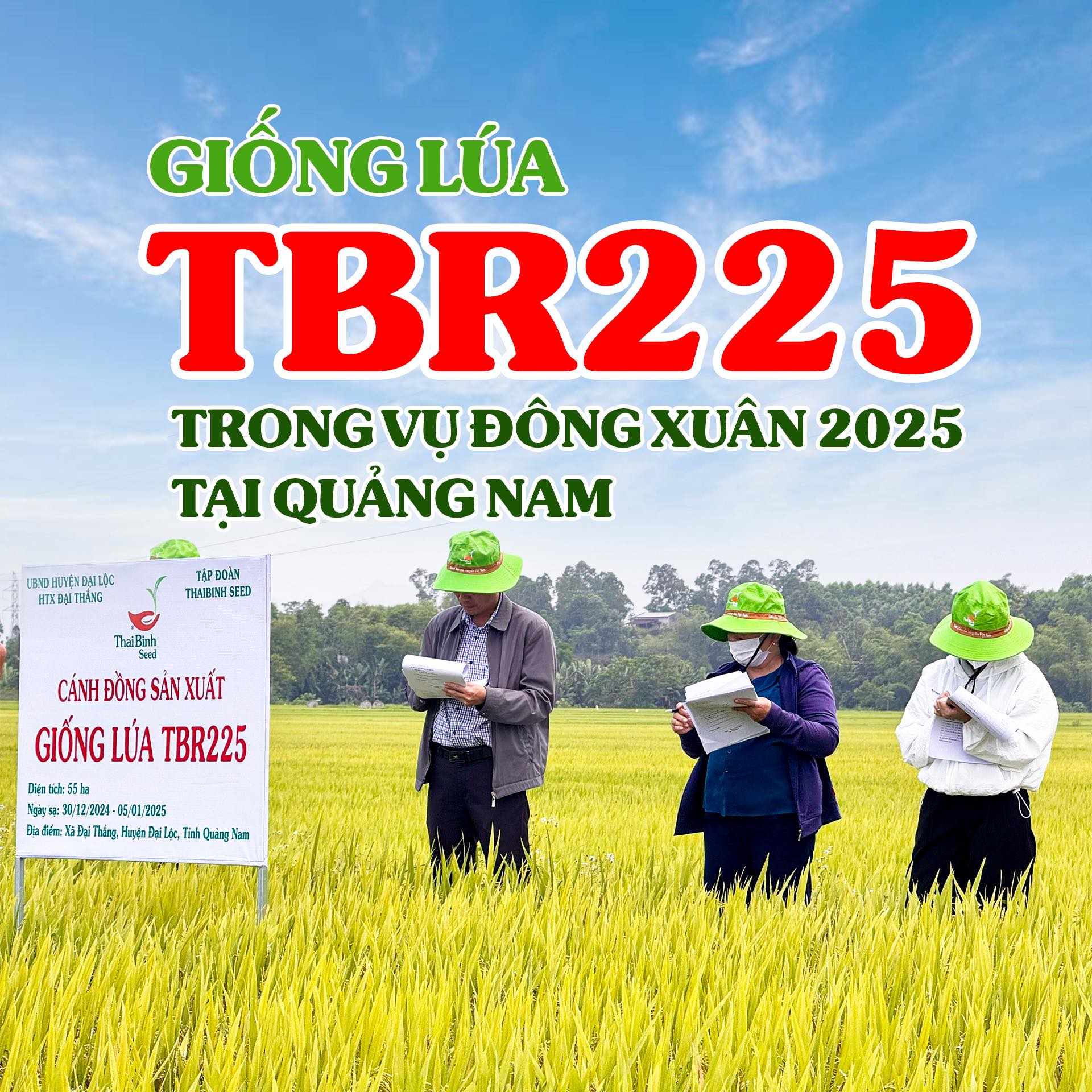 🌾 GIỐNG LÚA NÀO CỦA THAIBINH SEED CŨNG ĐẸP, CŨNG NĂNG SUẤT – NÔNG DÂN BIẾT CHỌN GIỐNG NÀO? 🌾