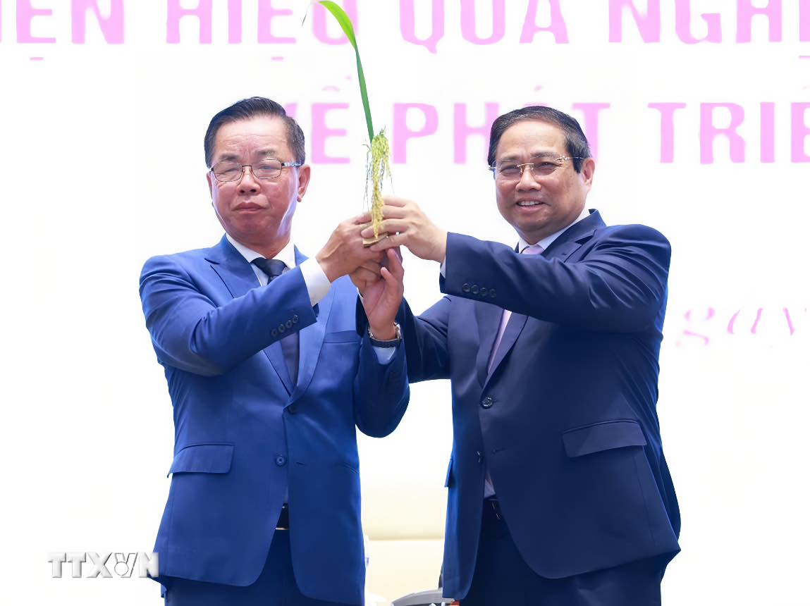 Bông lúa 1247 hạt – Gửi gắm niềm tin vào tương lai nông nghiệp Việt.