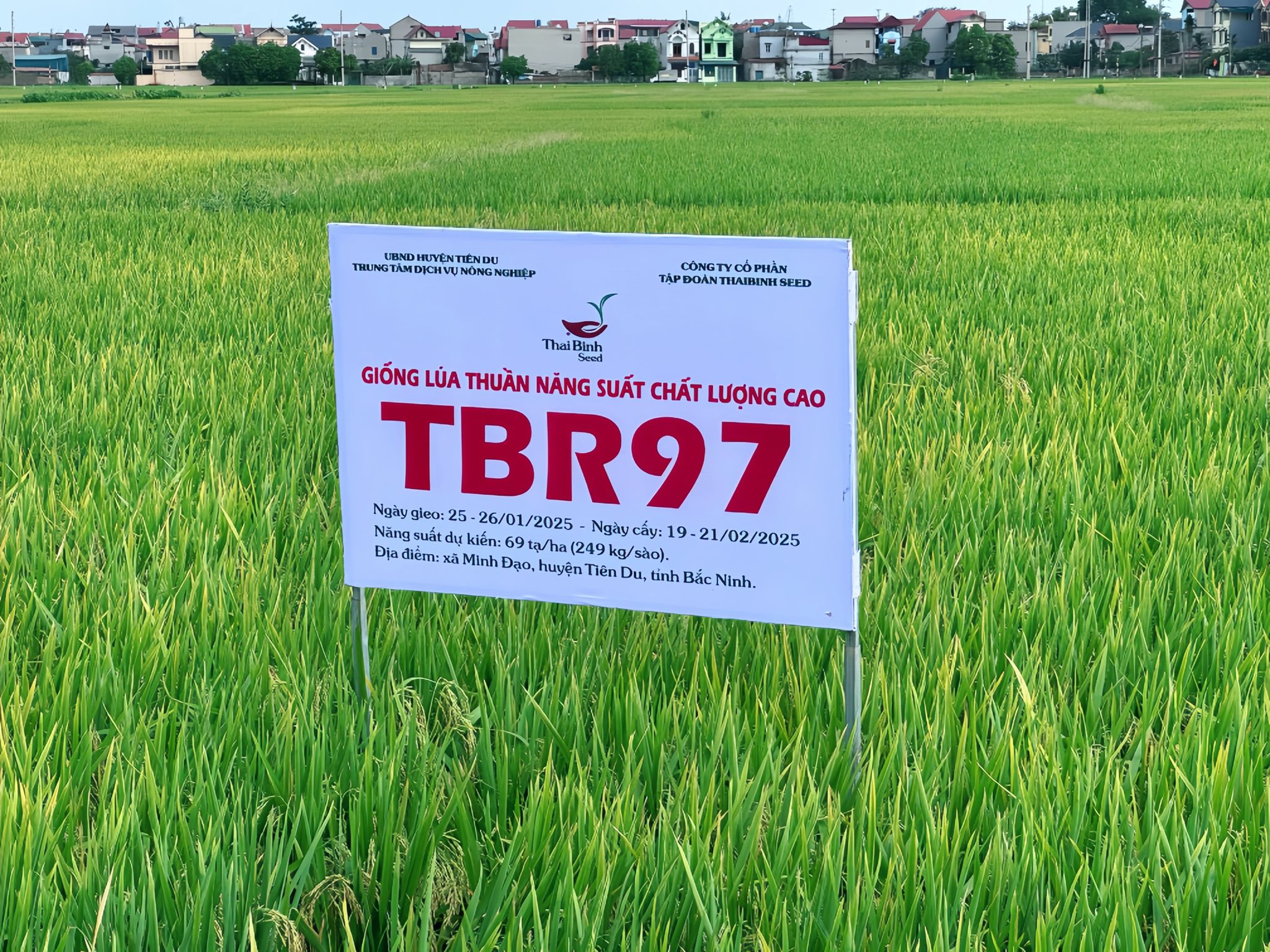 BA CÁI ĐƯỢC NHẤT CỦA GIỐNG TBR97