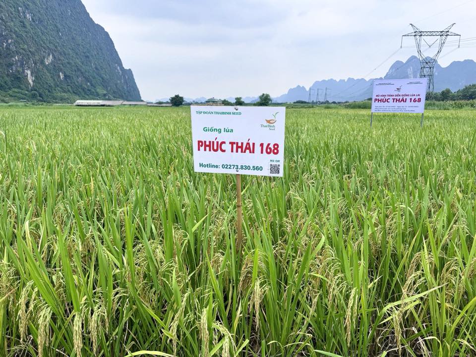 VỤ HÈ THU NÀY NÊN TRỒNG LÚA LAI GÌ?