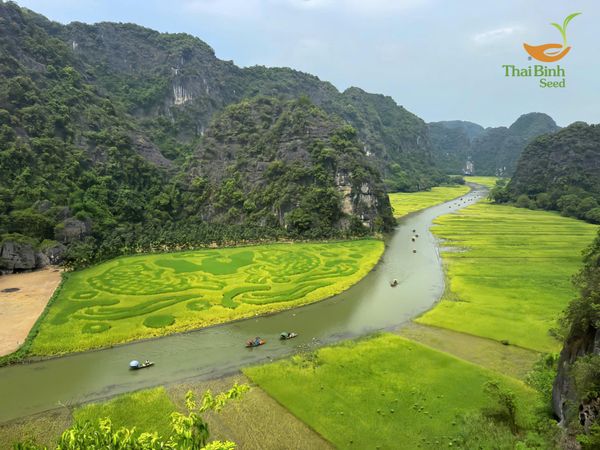 THÁI XUYÊN 111-GIỐNG LÚA LÀM NÊN BỨC TRANH KHỔNG LỒ“ CÁ VƯỢT VŨ MÔN” TẠI KHU DU LỊCH TAM CỐC- BÍCH ĐỘNG