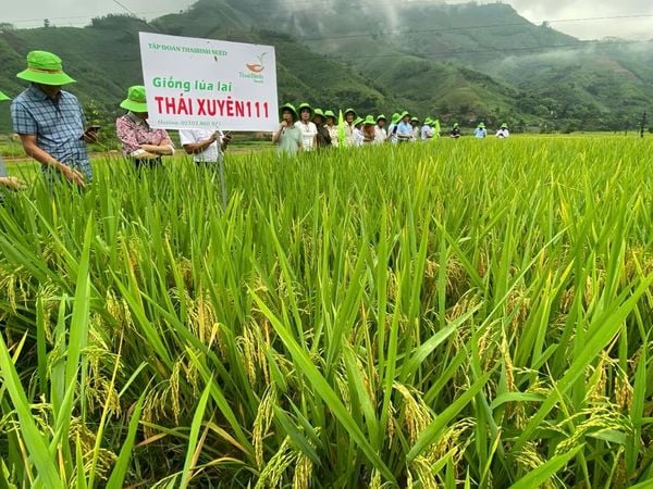 VỀ TRUNG SƠN THÁNG SÁU: THƠM LỪNG CƠM MỚI TỪ LÚA LAI THÁI XUYÊN 111