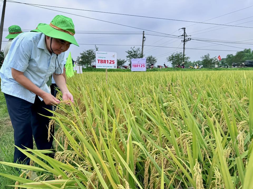VỤ TỚI NÀY, TRỒNG LÚA TBR125 THÔI BÀ CON ƠI!