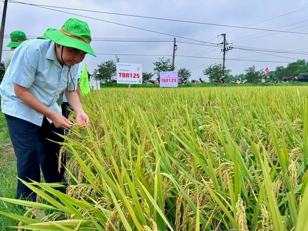 VỤ TỚI NÀY, TRỒNG LÚA TBR125 THÔI BÀ CON ƠI!
