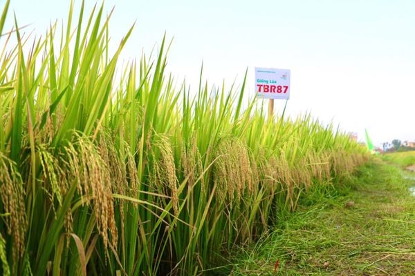 NĂM NAY BỘI THU LÚA RỒI CÁC BÁC ƠI, TB99 & TBR87 VỤ NÀY QUÁ ĐẸP!