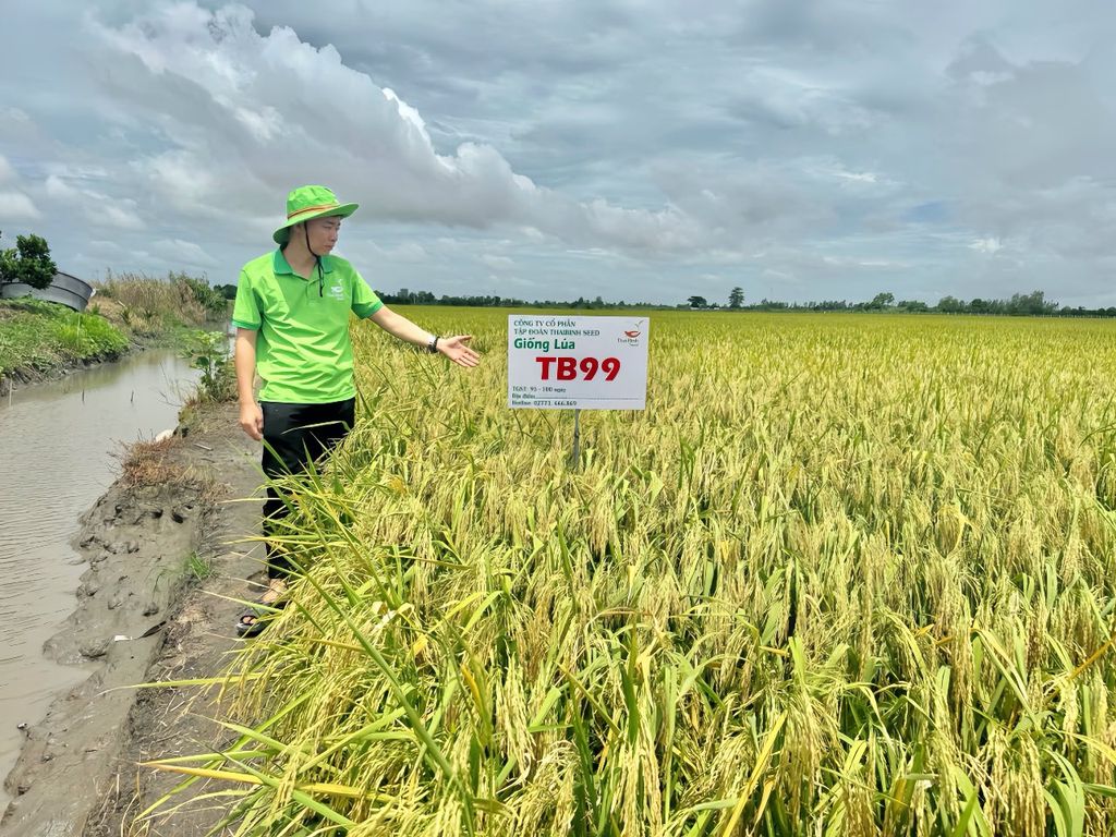 THU VỀ GẦN 60 TRIỆU/ HA, TB99 ĐÃ CHINH PHỤC ĐƯỢC BÀ CON TỈNH HẬU GIANG