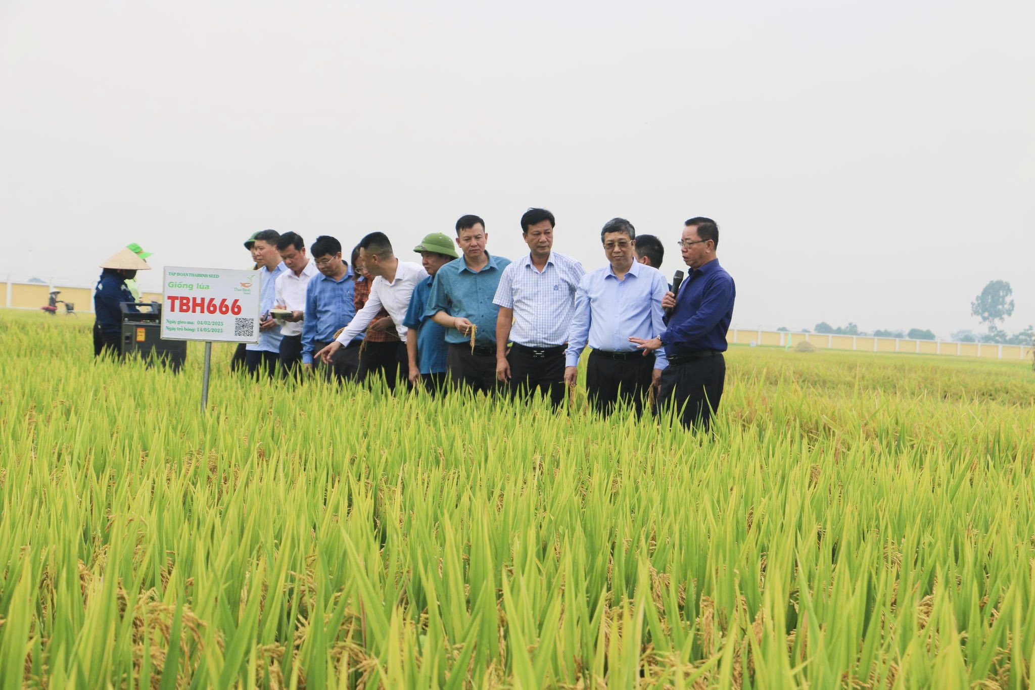 THAIBINH SEED: TIẾP TỤC SỨ MỆNH NGHIÊN CỨU, LAI TẠO GIỐNG LÚA CHẤT LƯỢNG PHỤC VỤ NÔNG DÂN.