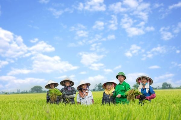 'CÁNH ĐỒNG ÔNG BÁO'