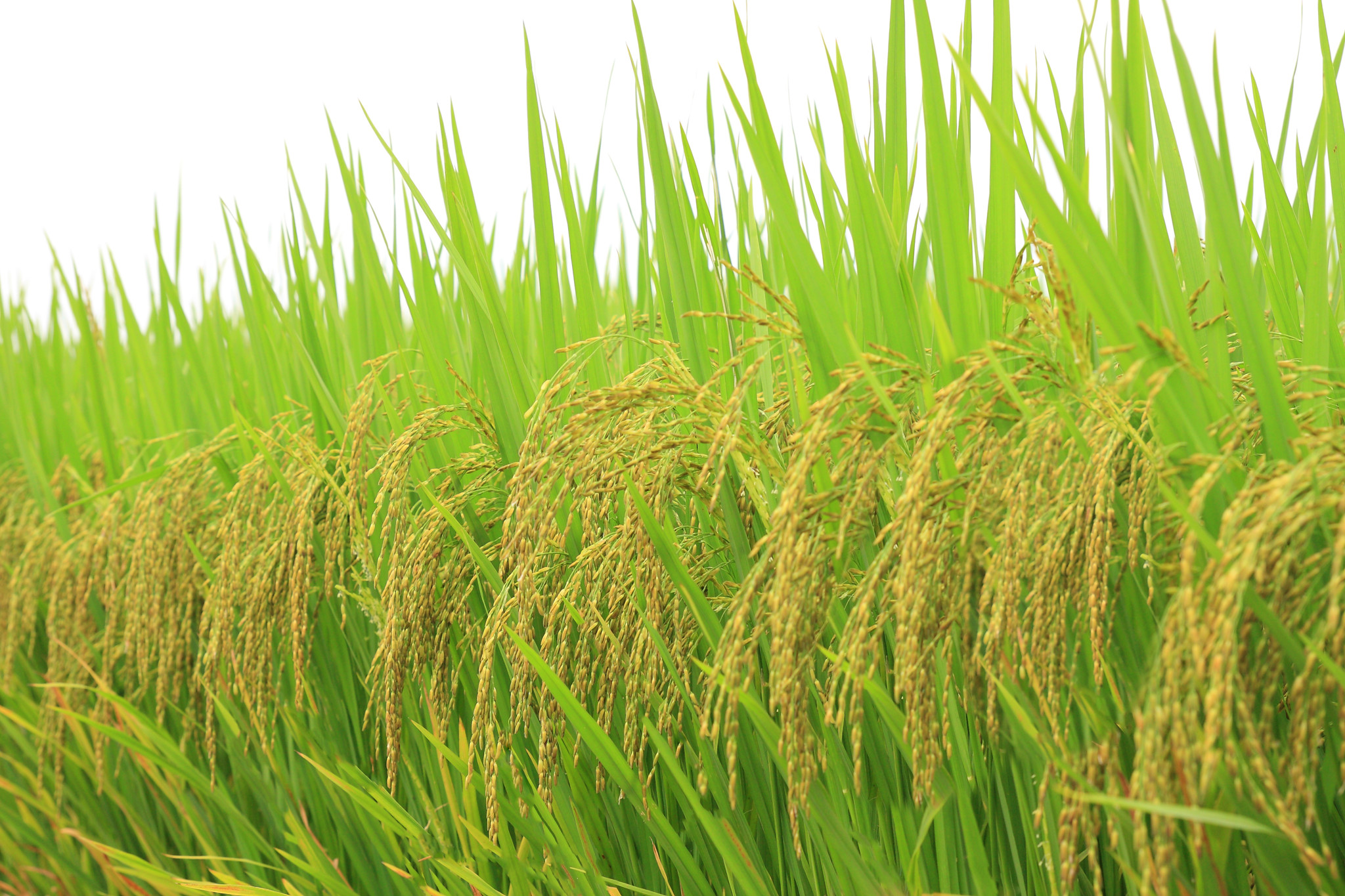 GIỐNG LÚA THUẦN ĐÔNG A1