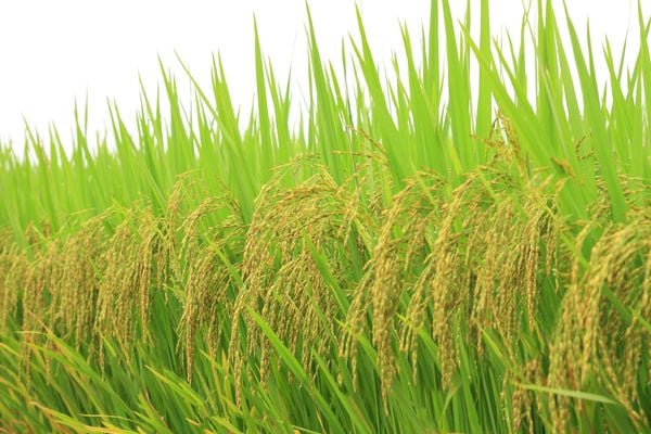 GIỐNG LÚA THUẦN ĐÔNG A1