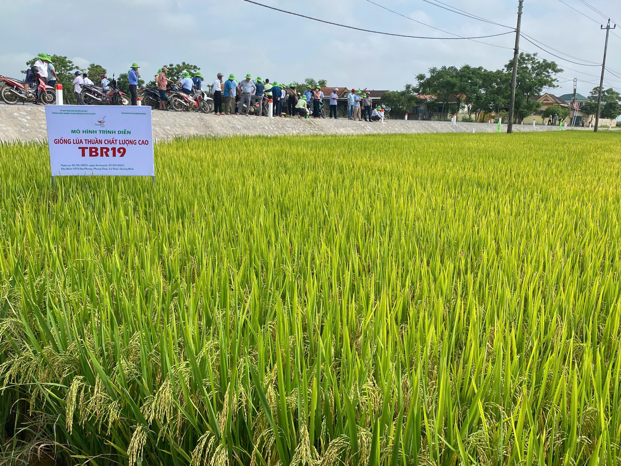 🎉7 LÝ DO KHIẾN GIỐNG LÚA TBR19 SẼ TRỞ THÀNH BOM TẤN MỚI TRONG NĂM 2025 CỦA THAIBINH SEED ?